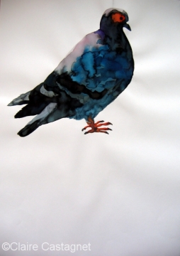 Watercolor pigeon 85