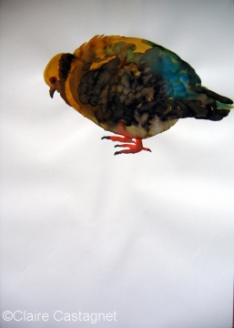 Watercolor pigeon 86