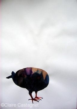 Watercolor pigeon 87