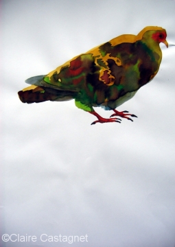 Watercolor pigeon 88