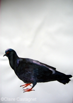 Watercolor pigeon 89