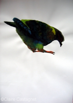 Watercolor pigeon 91