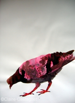 Watercolor pigeon 92