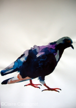 Watercolor pigeon 94