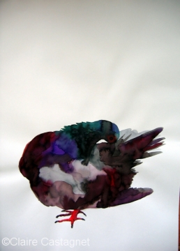 Watercolor pigeon 95