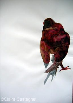 Watercolor pigeon 96