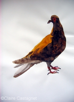 Watercolor pigeon 97