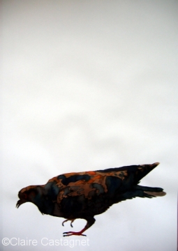 Watercolor pigeon 99