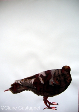 Watercolor pigeon 100