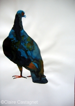Watercolor pigeon 101