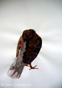 Watercolor pigeon 104