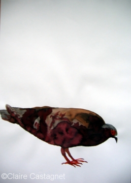 Watercolor pigeon 105