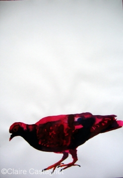 Watercolor pigeon 106
