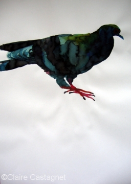 Watercolor pigeon 113