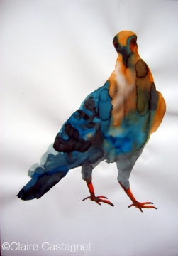 Watercolor pigeon 115