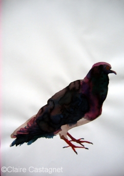 Watercolor pigeon 116