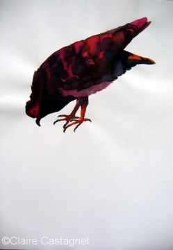 Watercolor pigeon 118