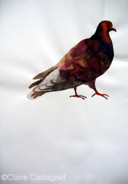 Watercolor pigeon 119