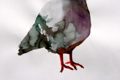 Pigeon aquarelle 6