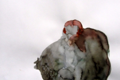 Pigeon aquarelle 11
