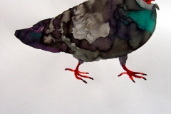 Pigeon aquarelle 13