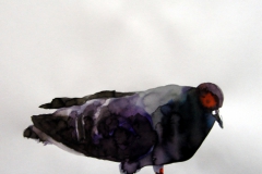 Pigeon aquarelle 16