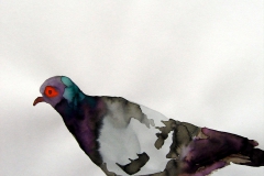 Pigeon aquarelle 17
