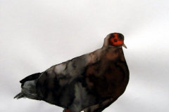 Pigeon aquarelle 19