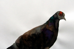 Pigeon aquarelle 20