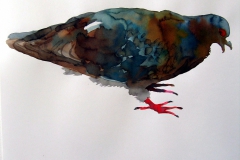 Pigeon aquarelle 22