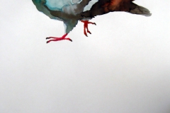 Pigeon aquarelle 26