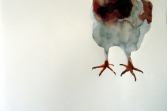 Pigeon aquarelle 27