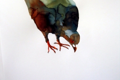 Pigeon aquarelle 30