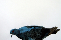 Pigeon aquarelle 31