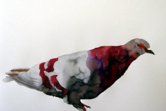 Pigeon aquarelle 32