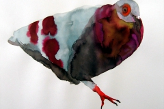 Pigeon aquarelle 33