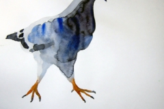 Pigeon aquarelle 36