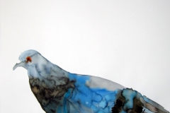 Pigeon aquarelle 38