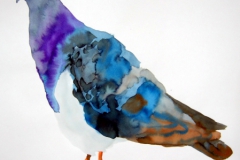 Pigeon aquarelle 42