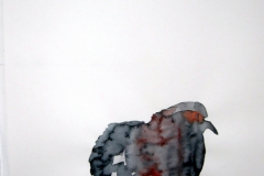 Pigeon aquarelle 45