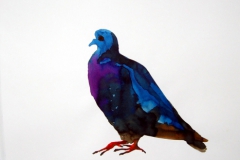 Pigeon aquarelle 46