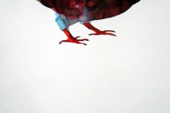 Pigeon aquarelle 48