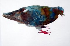 Pigeon aquarelle 50