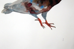 Pigeon aquarelle 51