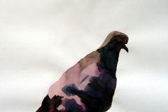 Pigeon aquarelle 57