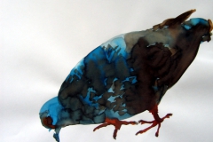 Pigeon aquarelle 67