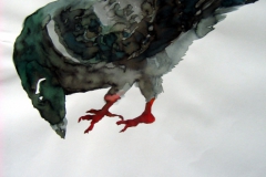 Pigeon aquarelle 68