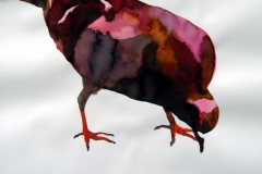 Pigeon aquarelle 73