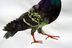 Pigeon aquarelle 74