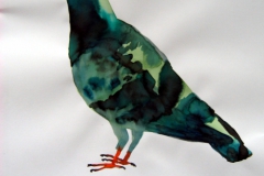 Pigeon aquarelle 78